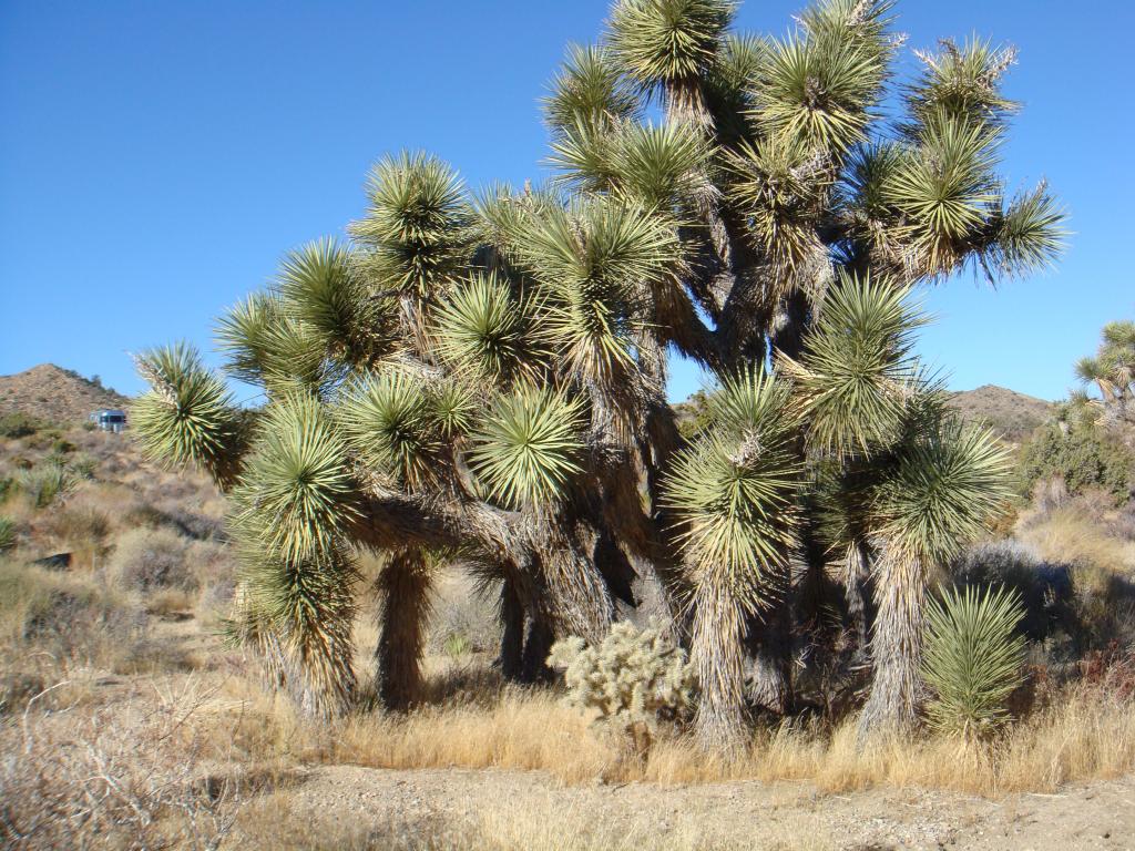 Joshua Tree November 2011 163